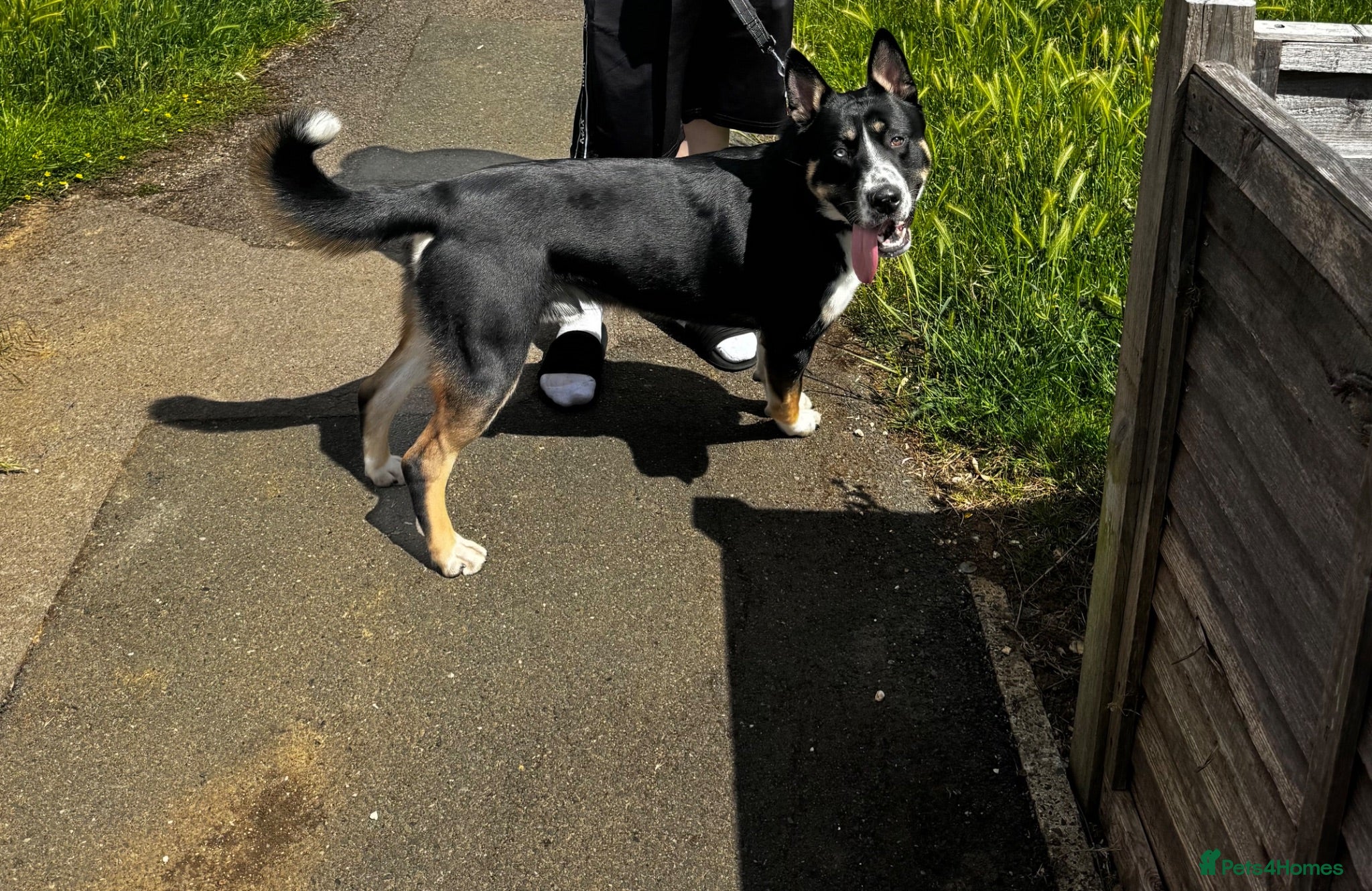 Mixed Breed dogs My beautiful puppy Reggie  - Advert 17