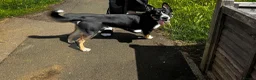 Mixed Breed dogs for sale: My beautiful puppy Reggie  - Advert 4