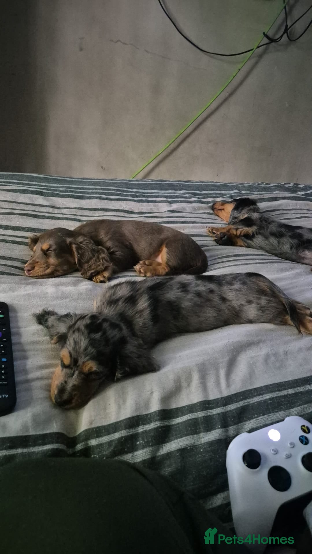 Miniature Dachshund dogs Miniature dachshund  - Advert 1