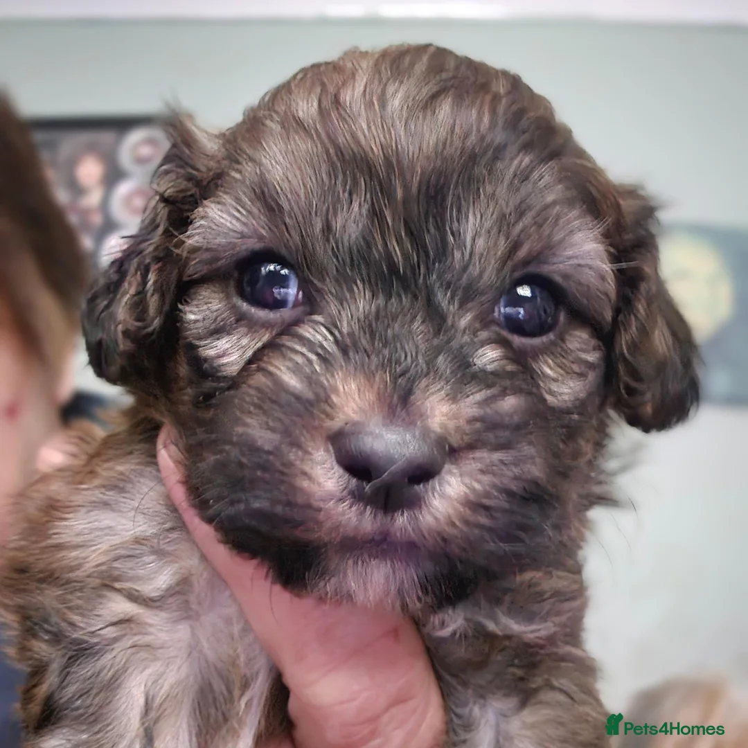 Shihpoo dogs for sale: I have 5 shihpoo.pups 2 boys 3 girls  - Advert 2