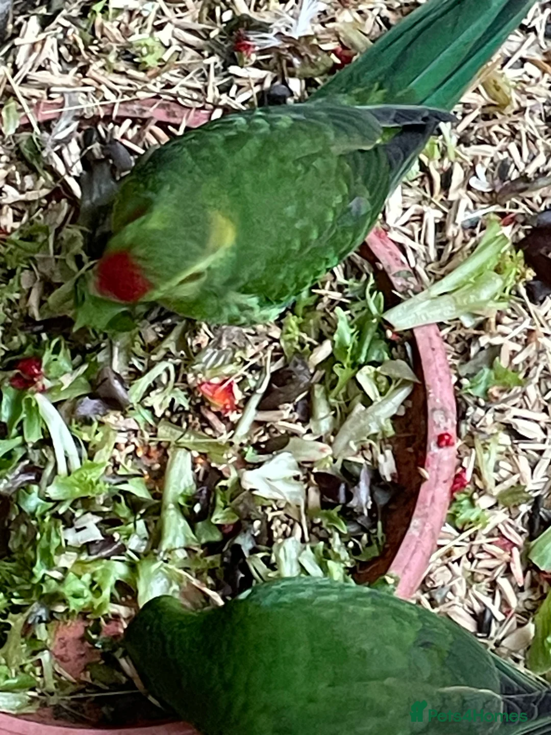 Parakeets birds for sale: 2 young Kakariki - Advert 4