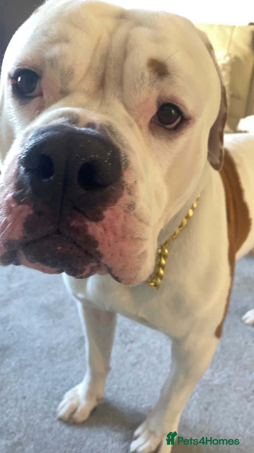 American Bulldog dogs for sale: To a good home  - Advert 2