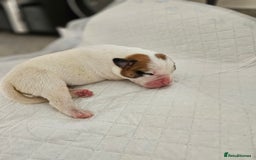 Mixed Breed dogs for sale: ADORABLE CHUNKY PUPPIES - Image 9