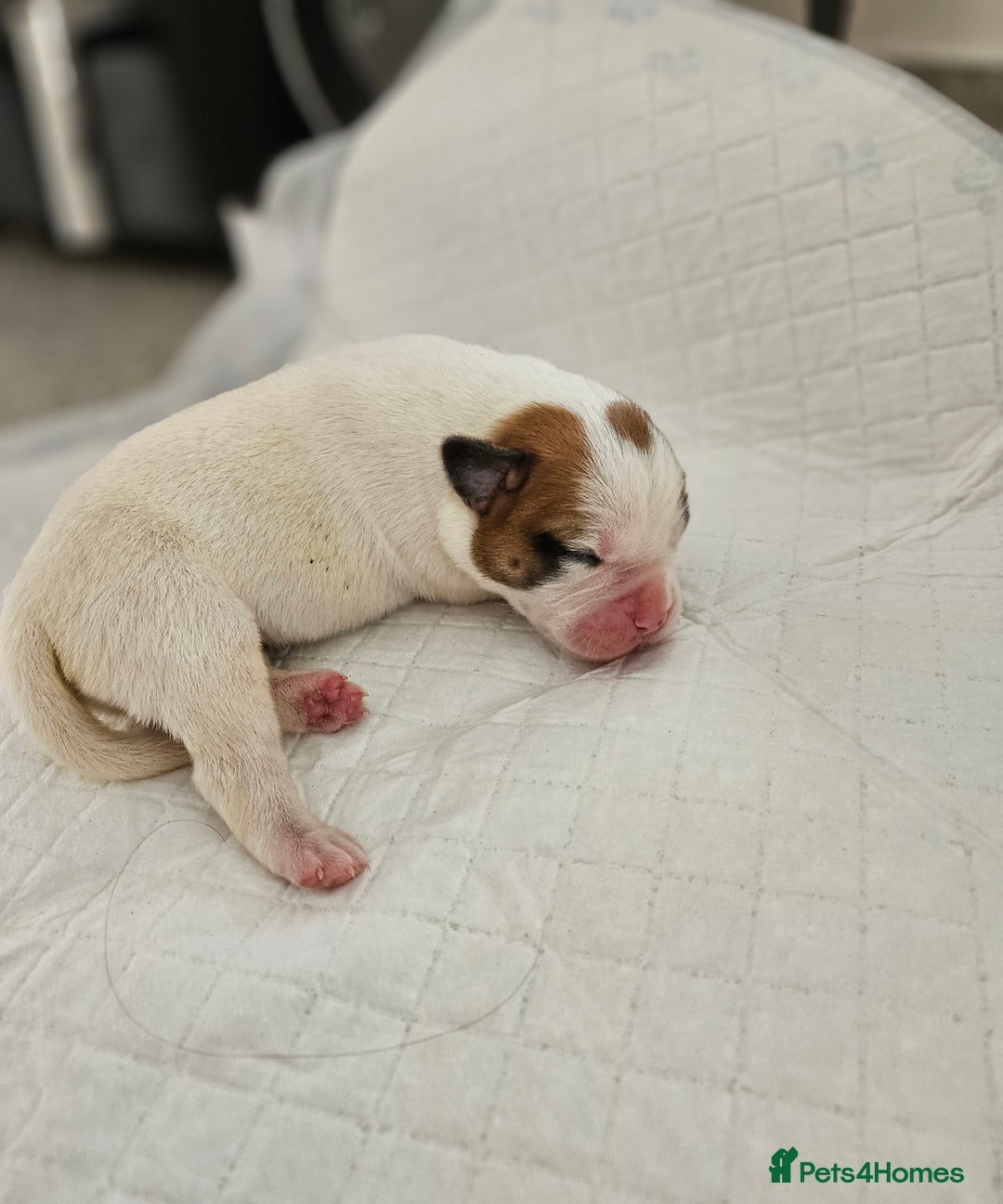 Mixed Breed dogs for sale: ADORABLE CHUNKY PUPPIES - Image 9