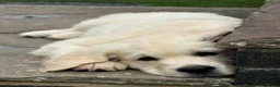 Golden Retriever dogs for sale: Bear is looking for his forever home! in St. Neots - Advert 4