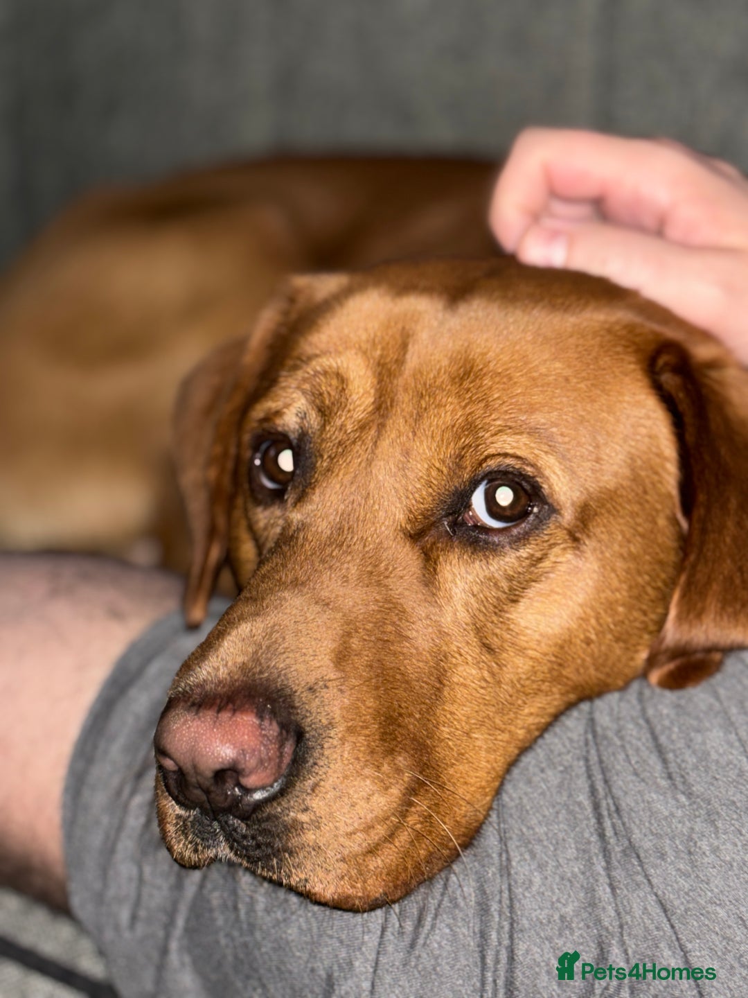 Labrador Retriever dogs for stud: Fox Red Labrador for Stud in Cleator Moor - Image 4