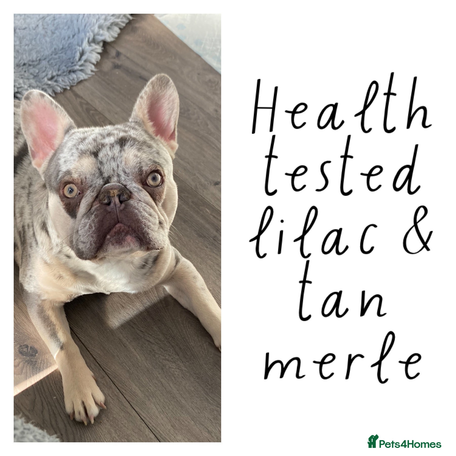 French Bulldog dogs Lilac merle French bulldog for stud  in Stevenage - Advert 9