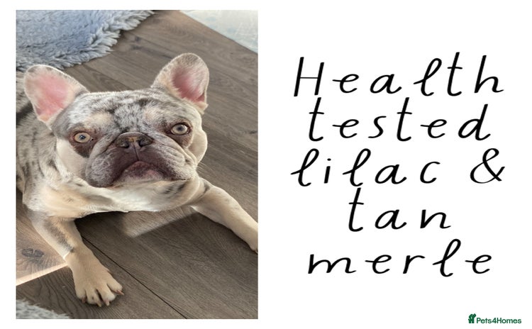 French Bulldog dogs in Stevenage - Advert 6