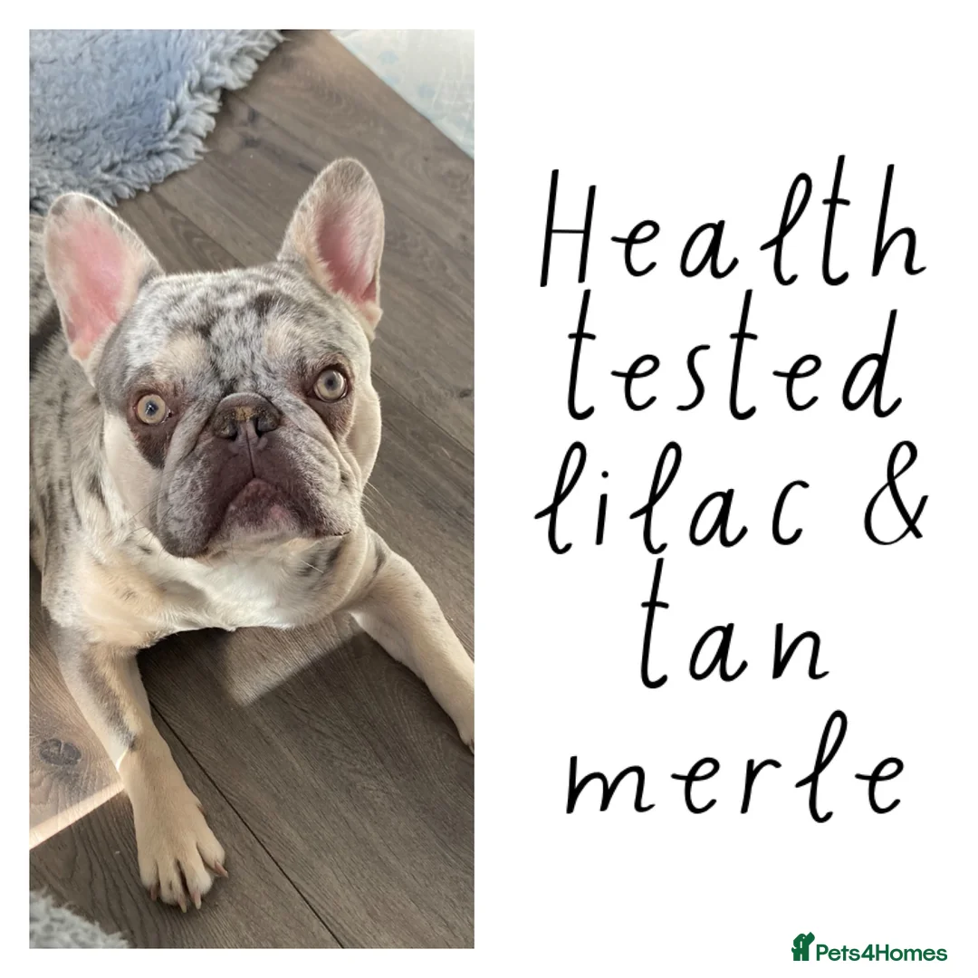 French Bulldog dogs for stud: Lilac merle French bulldog for stud  in Stevenage - Advert 1