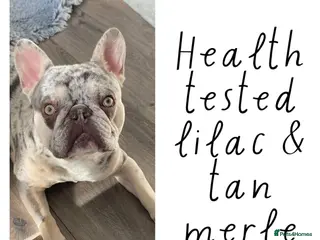 French Bulldog dogs Lilac merle French bulldog for stud in Stevenage - Advert 1
