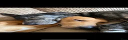 Lurcher dogs for sale:     10 beautiful Lurcher Puppies  6 Girls, 4 Boys  - Advert 4