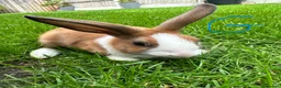 Dutch rabbits for sale: Dutch rabbits for sale  - Advert 1