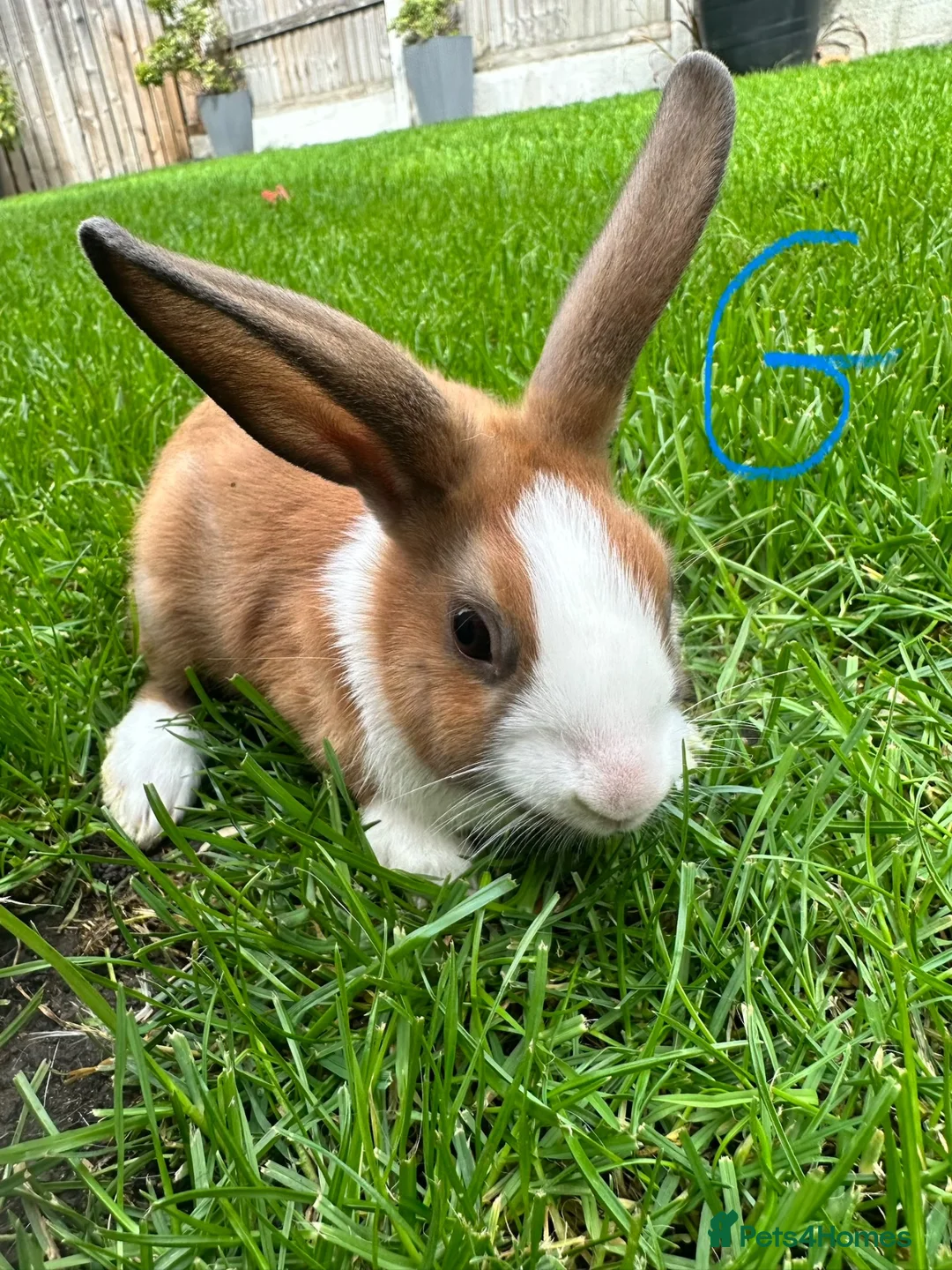 Dutch rabbits for sale: Dutch rabbits for sale  - Advert 1