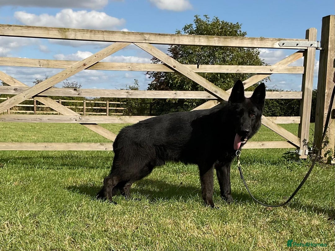German Shepherd dogs for sale: 2 outstanding Males  - Advert 13