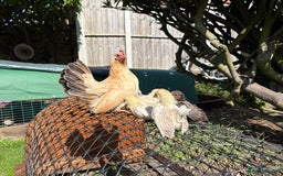 Chickens poultry for sale: Serama chicks for sale  - Image 2