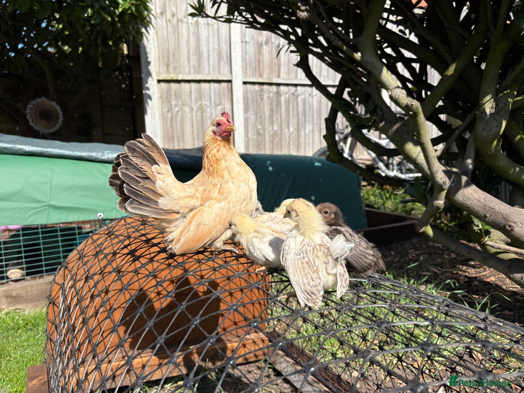 Chickens poultry for sale: Serama chicks for sale  - Image 2