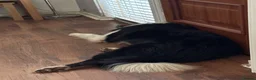 Border Collie dogs for stud: Rock  - Advert 6