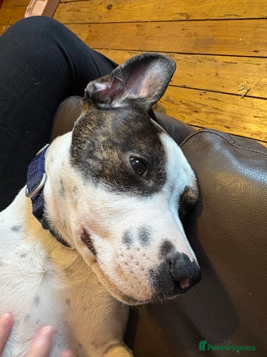 Mixed Breed dogs for sale: Cane Corso X Staffordshire bull terrier pup - Advert 5