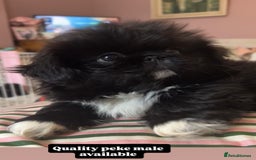 Pekingese dogs for sale: Stunning Quality Pekingese puppies Ready Now  - Image 4