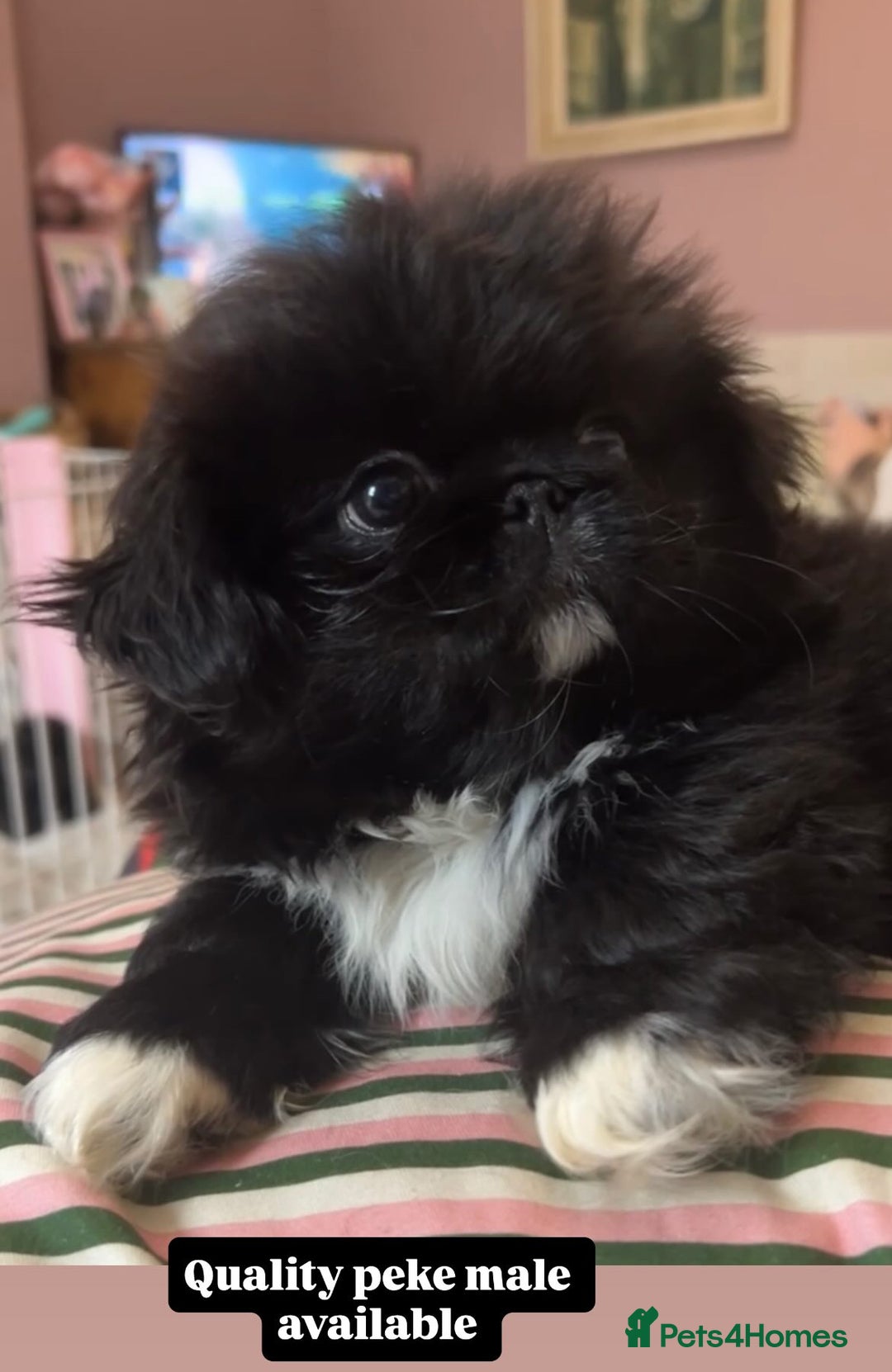 Pekingese dogs for sale: Stunning Quality Pekingese puppies Ready Now  - Image 4