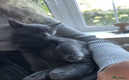 Russian Blue cats for sale: Gorgeous male kitten needs home asap - Image 3