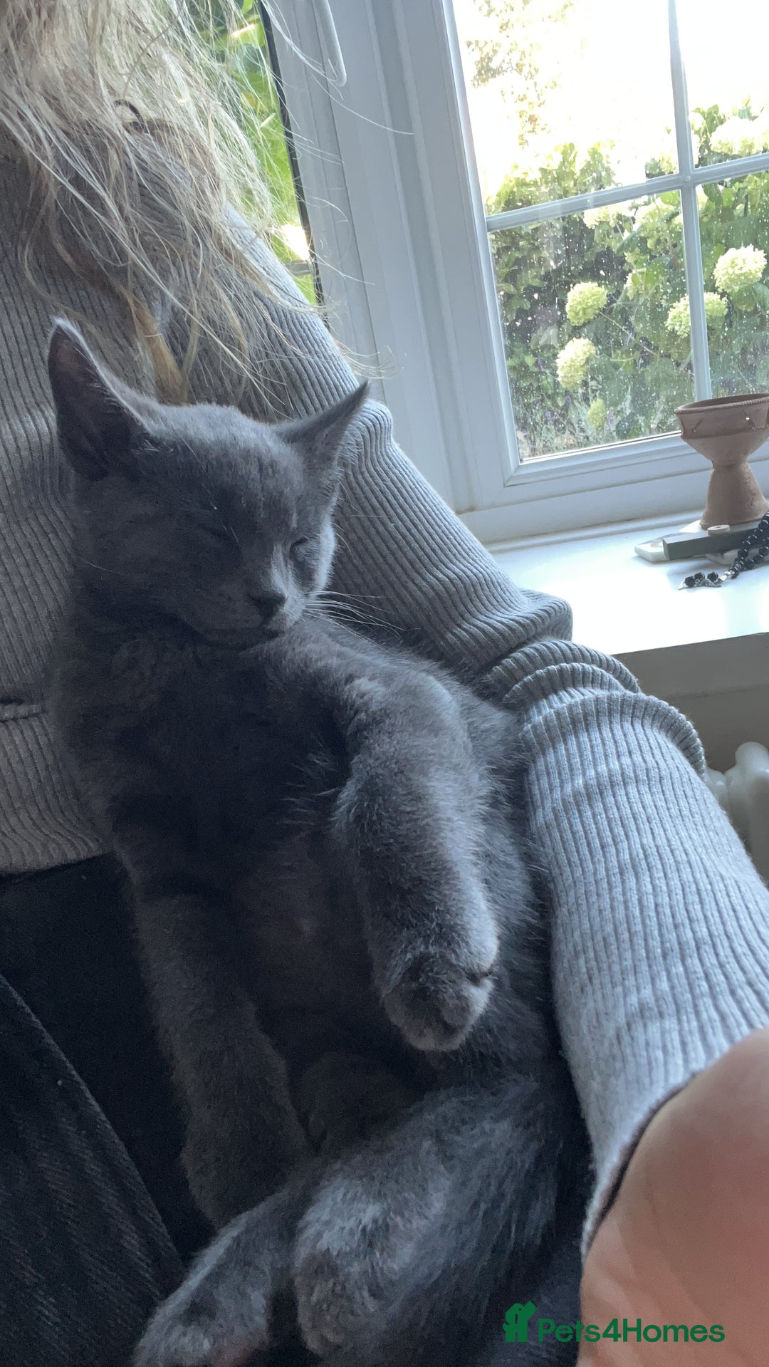 Russian Blue cats for sale: Gorgeous male kitten needs home asap - Image 3