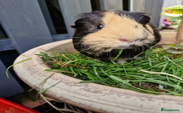 Guinea Pig rodents - Advert 9