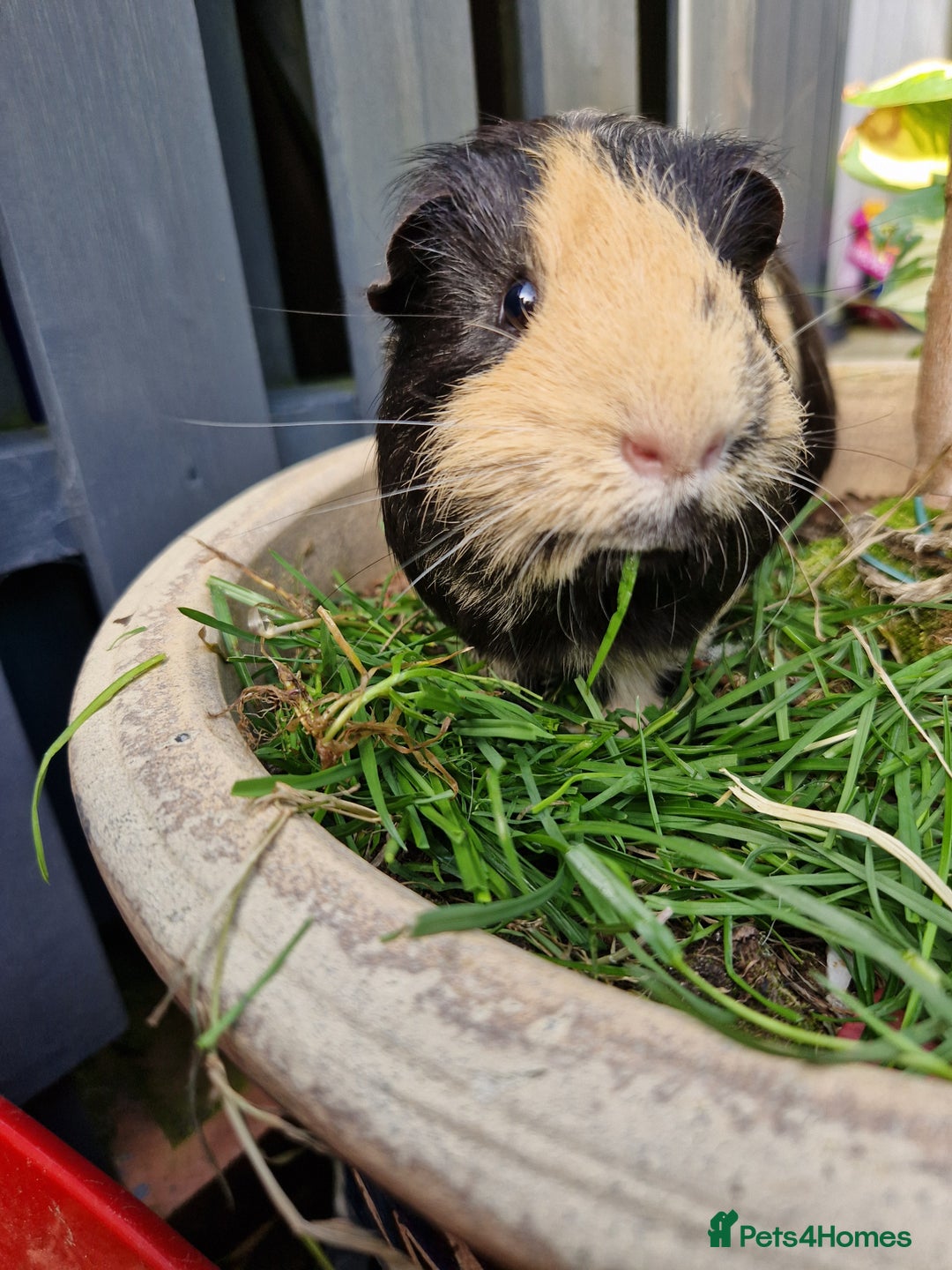 Guinea Pig rodents for sale: Handsome shelte male  - Image 1
