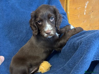 Cocker Spaniel dogs - Advert 3