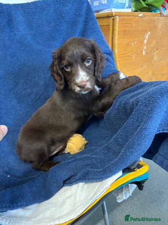 Cocker Spaniel dogs - Advert 13