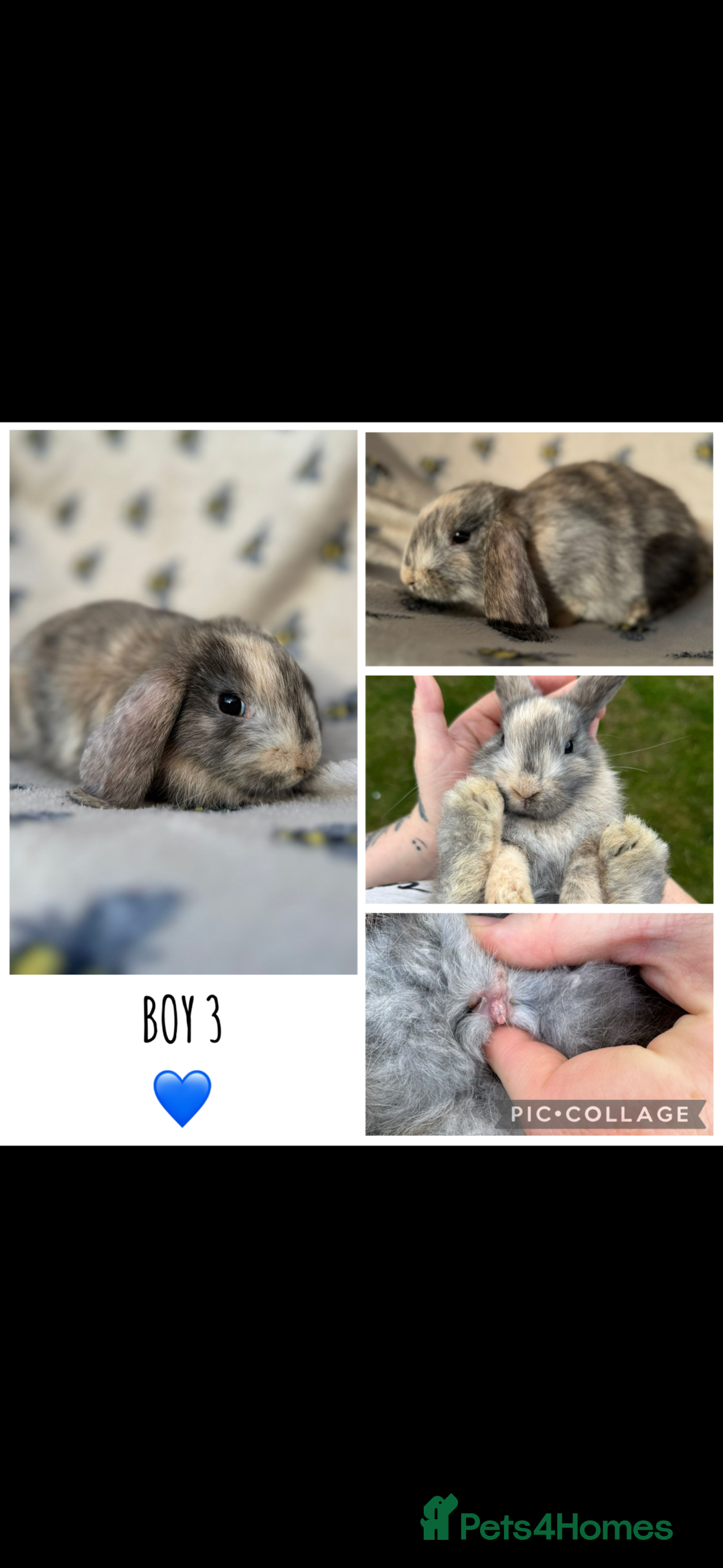 Mini Lop rabbits for sale: 6 MIXED SEX HOLLAND LOPS  - Image 6