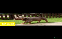 English Bulldog dogs for sale: Beautifull full suit lilac and tan - Image 5
