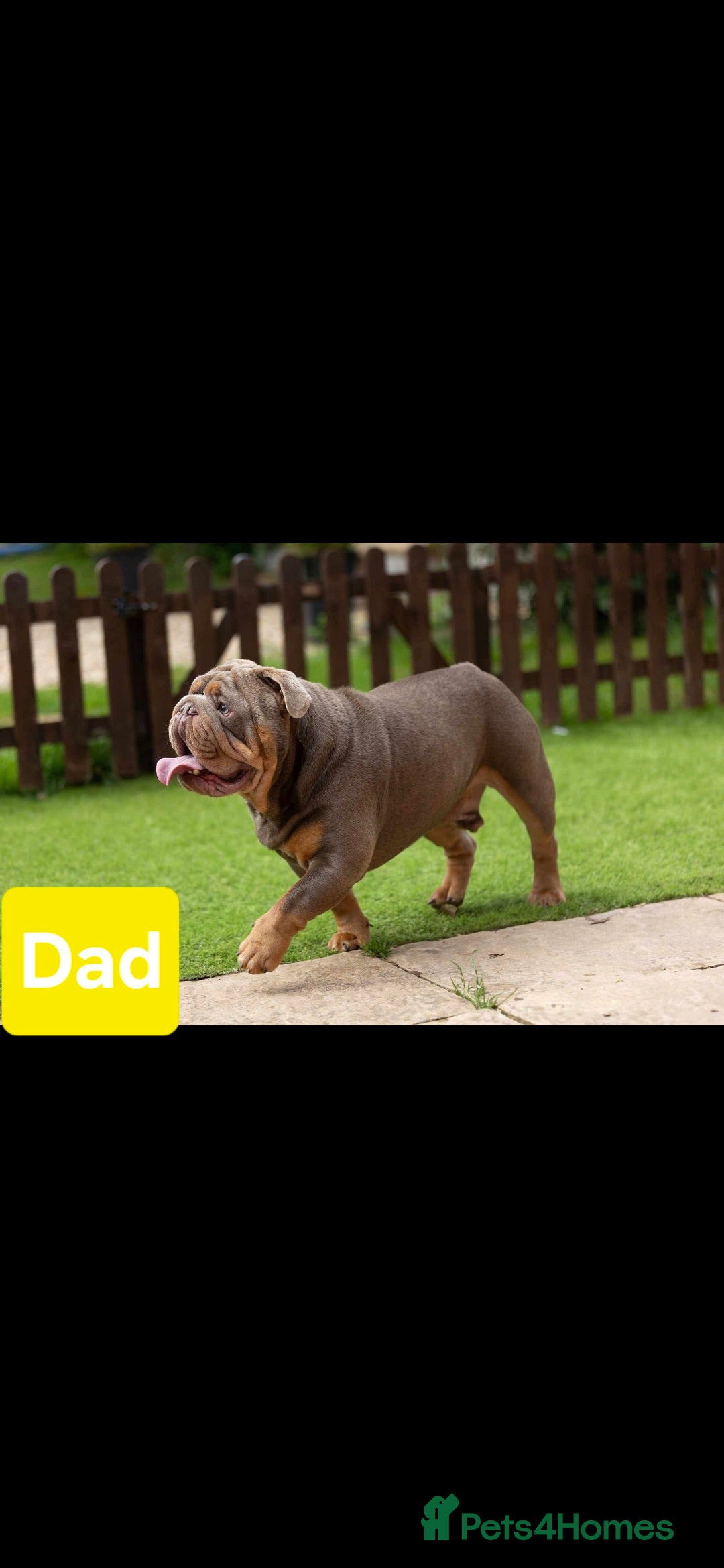 English Bulldog dogs for sale: Beautifull full suit lilac and tan - Image 5