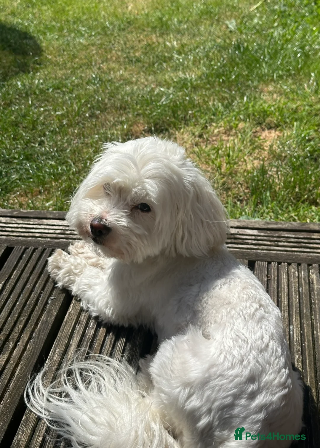 Maltese dogs for sale: Gorgeous baby Maltese - Advert 2