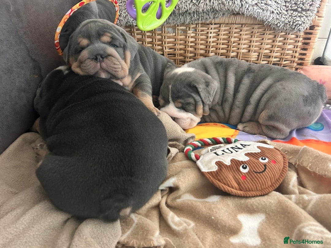 English Bulldog dogs for sale: English bulldog puppies - Advert 20