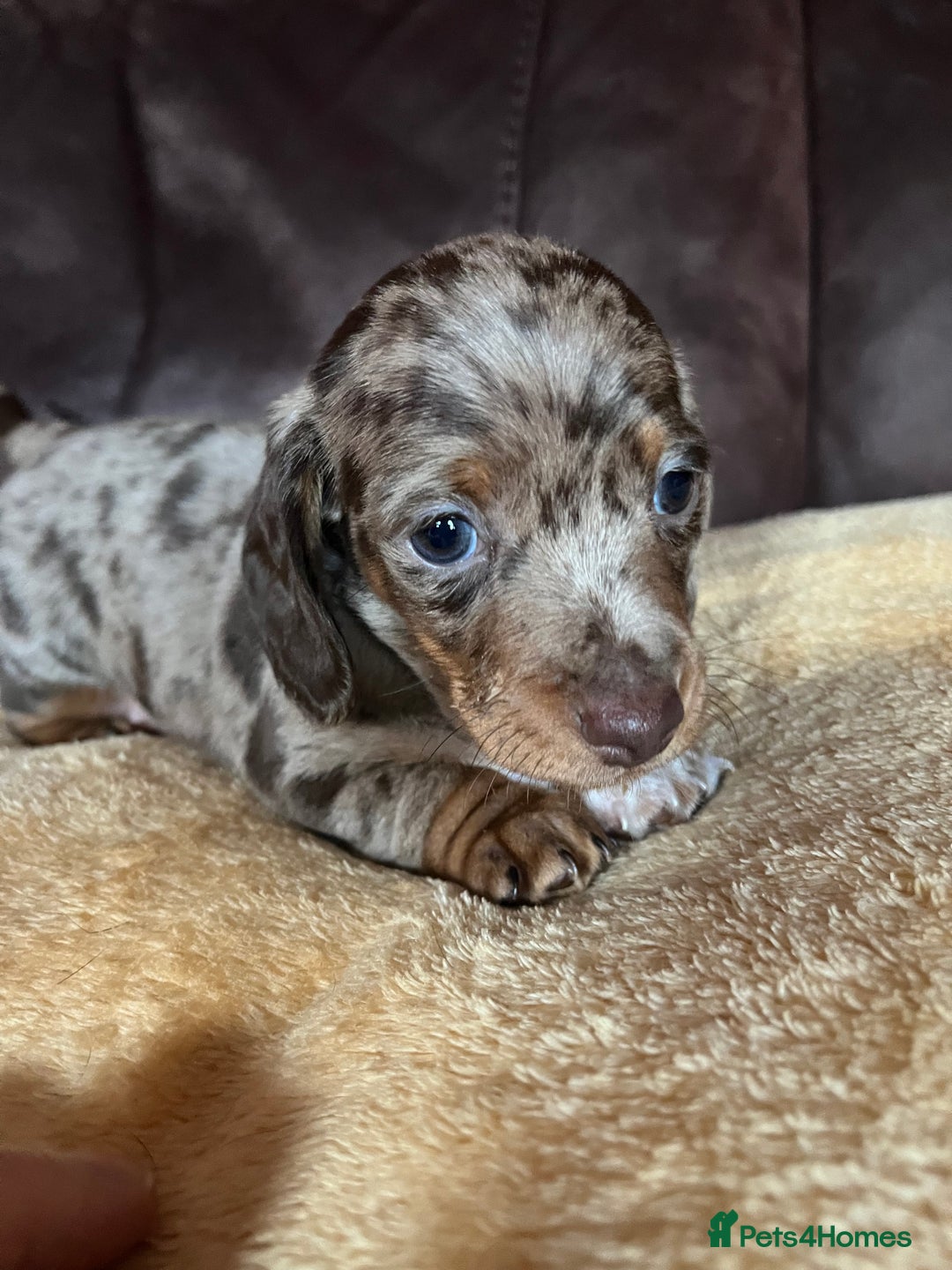 Miniature Dachshund dogs for sale: Miniature Dachshund  - Advert 22