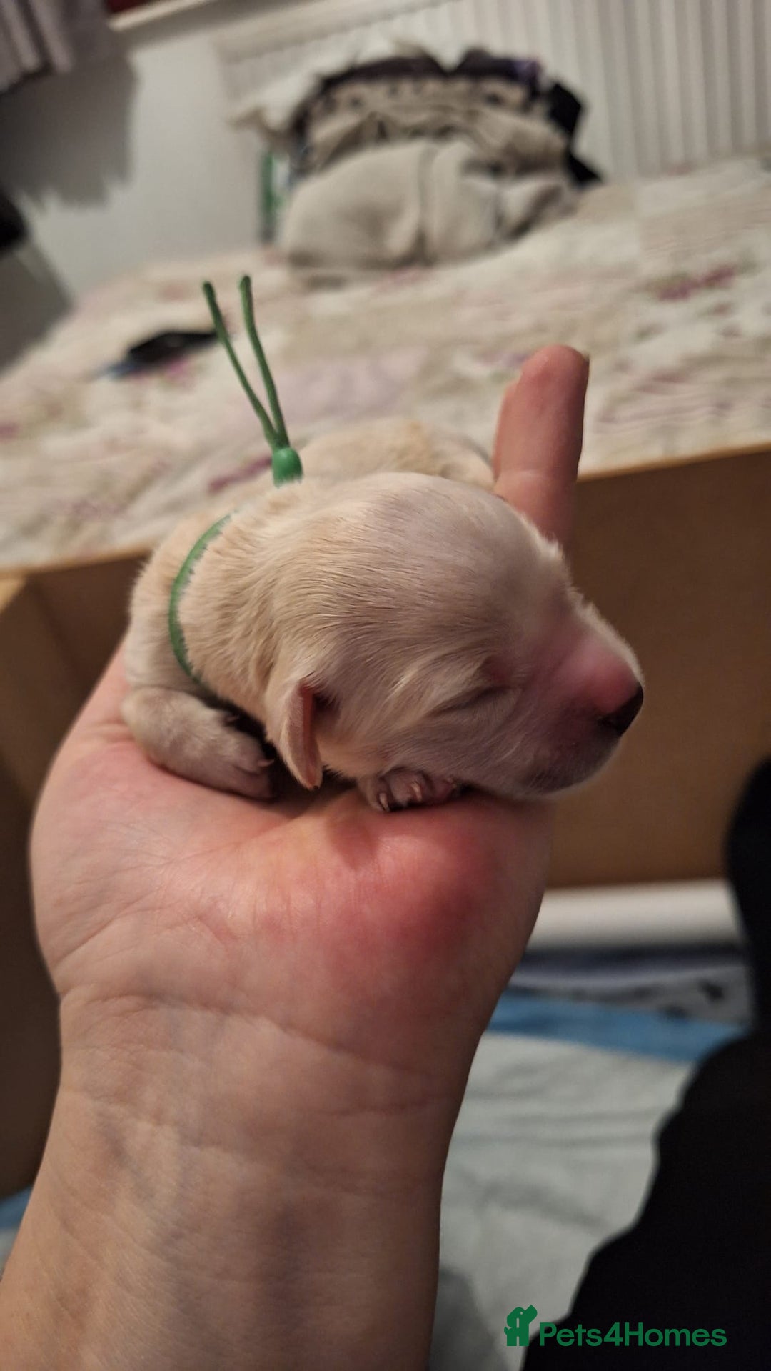 Golden Retriever dogs for sale: European bloodline GR puppies  - Advert 23