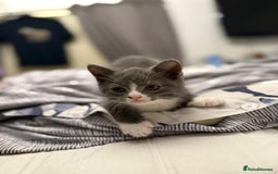 British Shorthair cats for sale: British blue  - Image 1