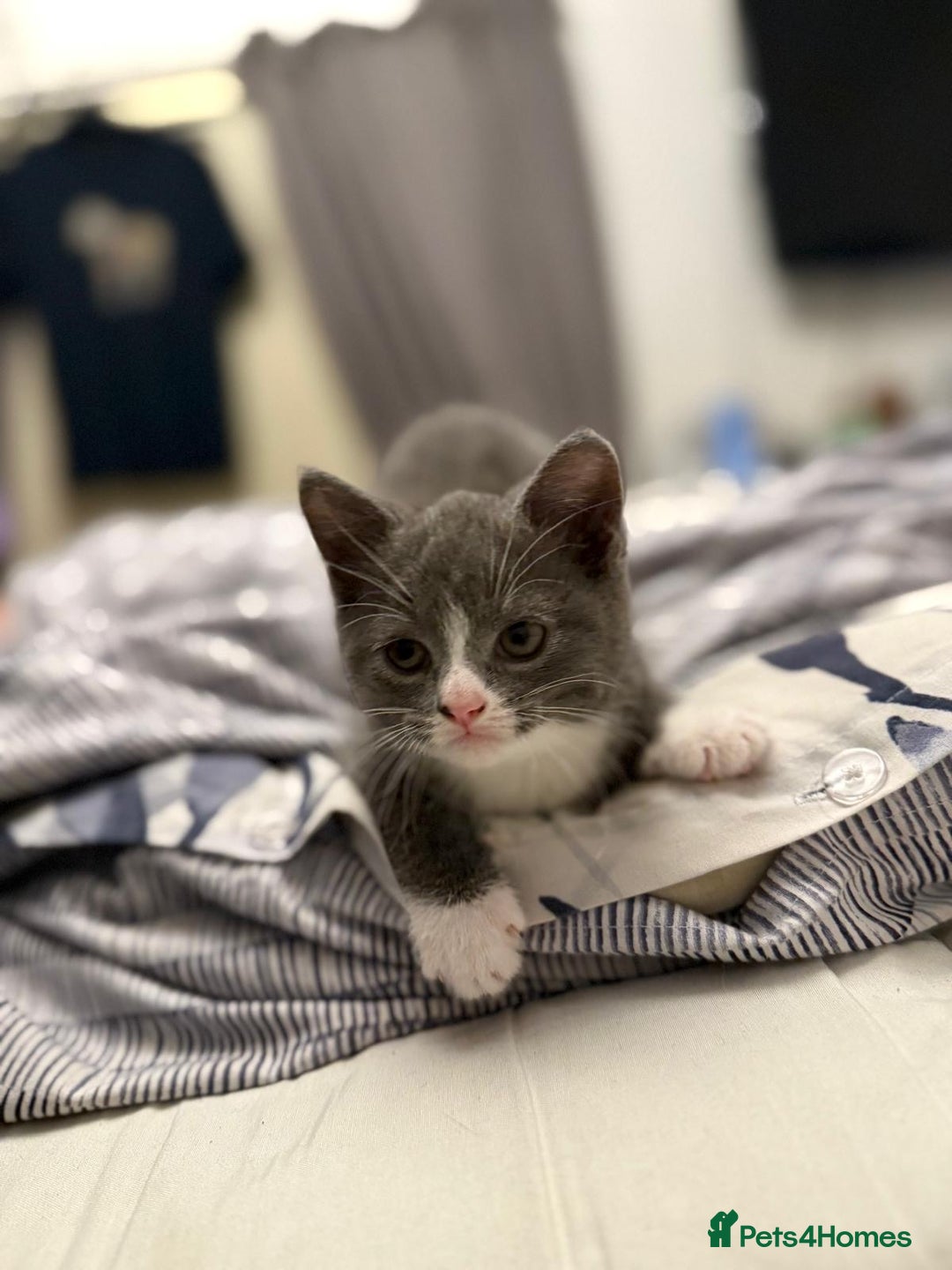 British Shorthair cats for sale: British blue  - Image 1