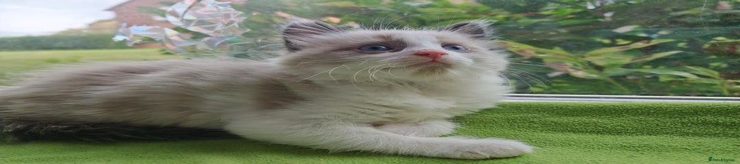 Ragdoll Kitten 3