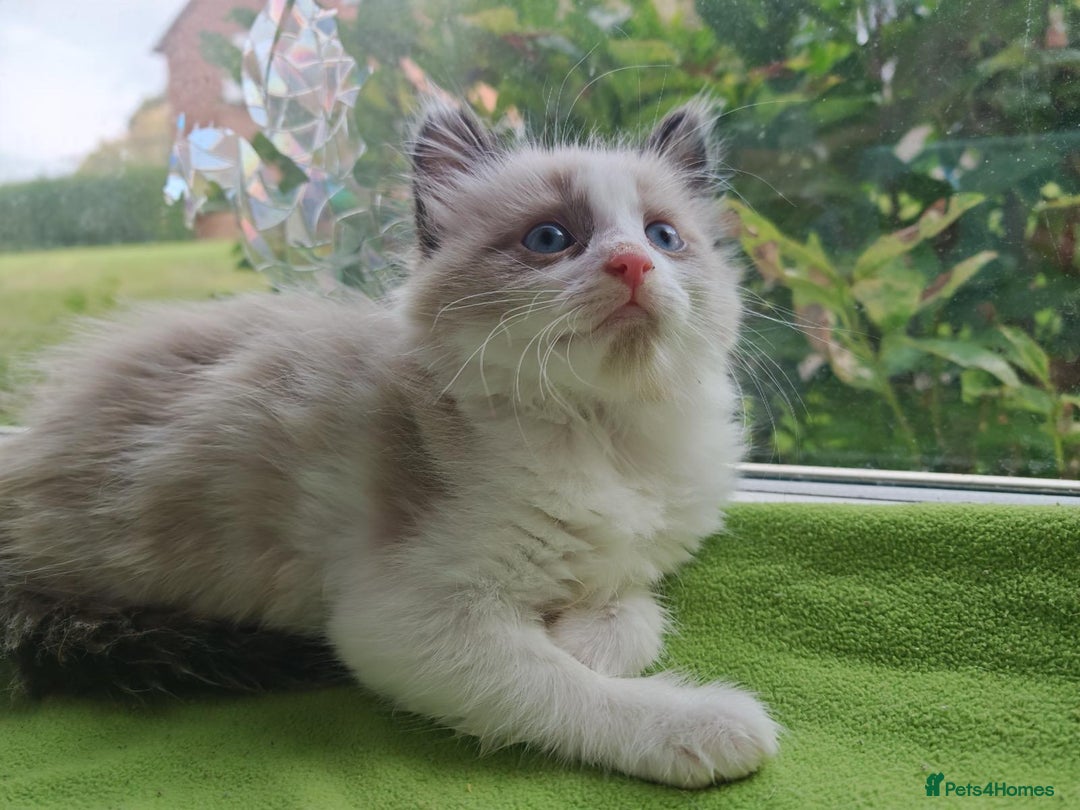 Ragdoll cats for sale: Ragdoll/Siamese Beautifull kitten +chip - Image 6