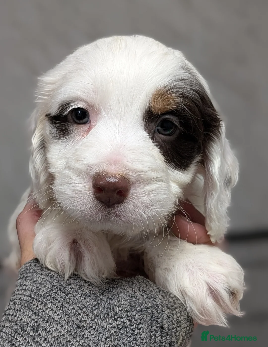 Cockapoo dogs for sale: Licensed breeder, health tested F1 cockapoo pups - Advert 22