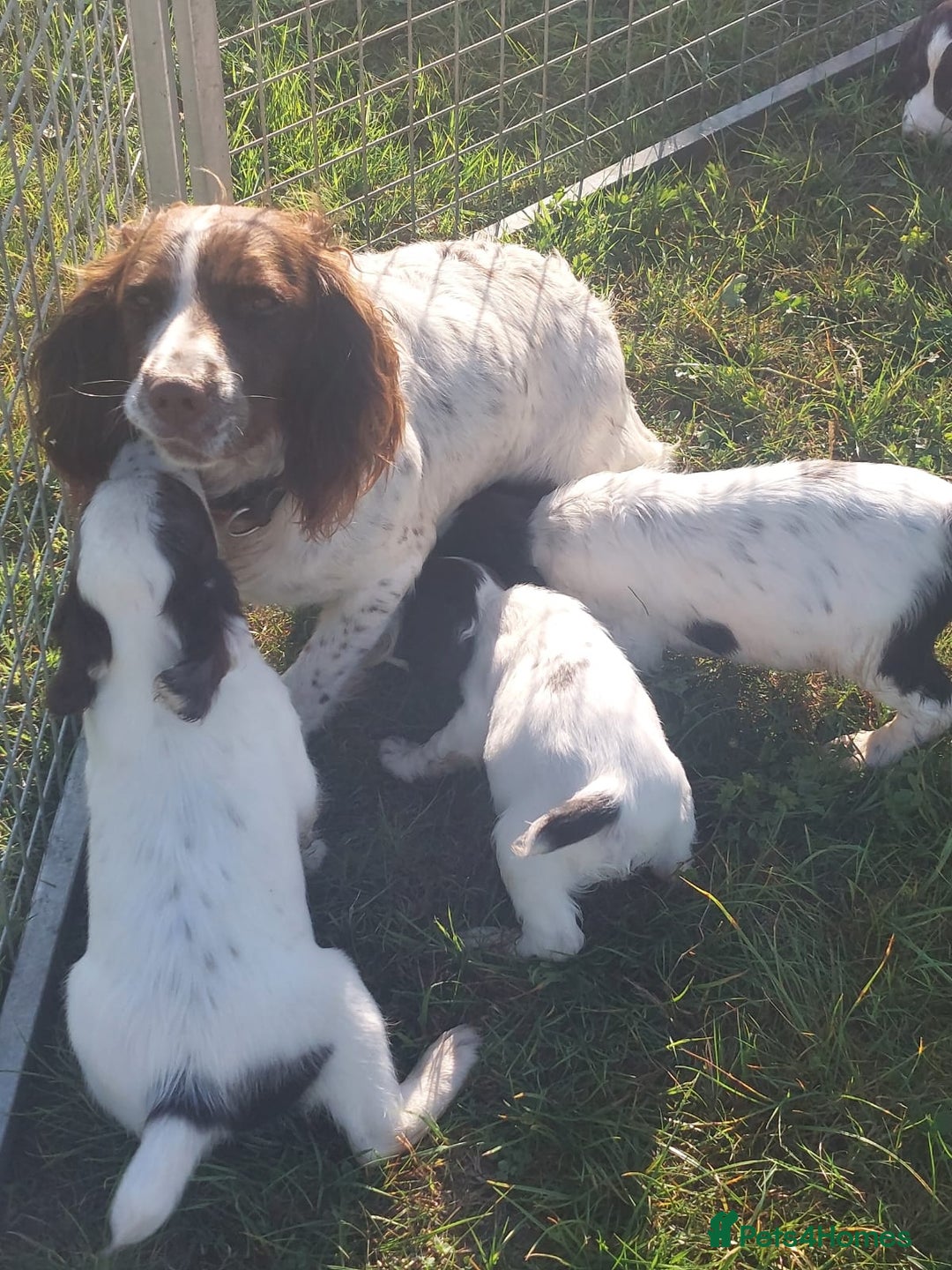 English Springer Spaniel dogs for sale: Gorgeous English springer spaniel pups - Image 8