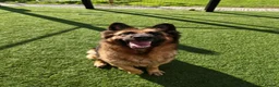 German Shepherd dogs for adoption: GOOSE - 5 year old GSD - Advert 3