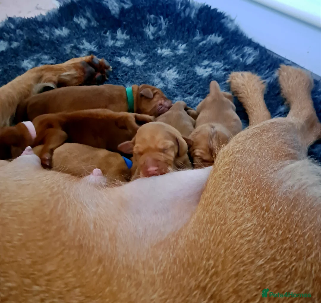 Hungarian Vizsla dogs for sale: Wirehaired vizsla puppies  - Advert 16