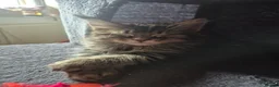 Maine Coon cats for sale: Pedigree gccf registered maine coon kittens - Advert 10
