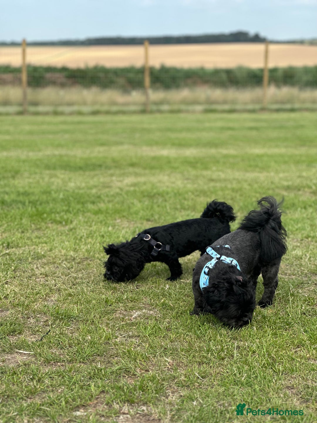 Shih Tzu dogs for sale: 🐾 Beautiful Shih Tzu Puppies🐾 - Image 21