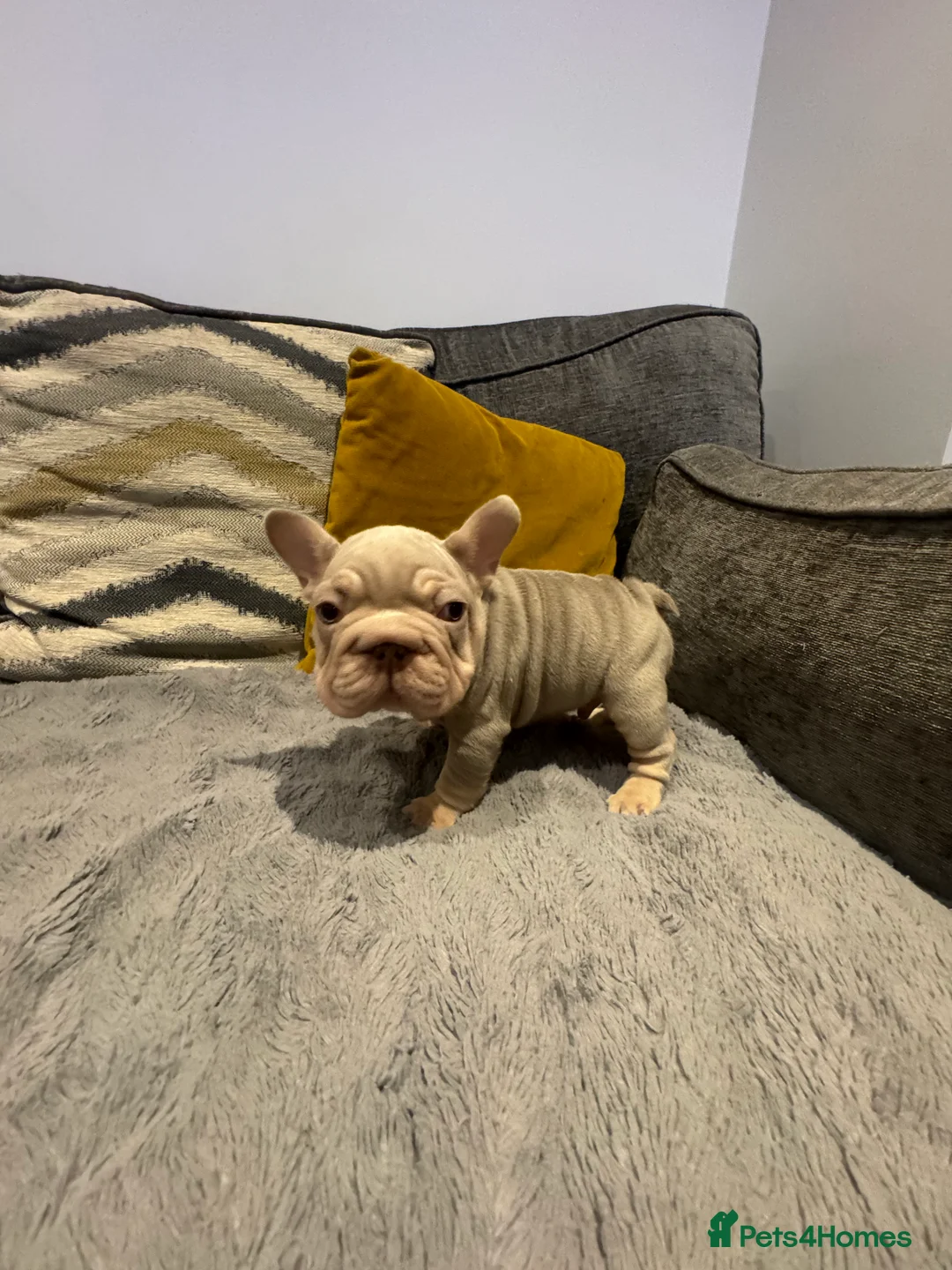 French Bulldog dogs for sale: High quality French bulldogs puppies  - Advert 4