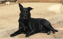 Mixed Breed dogs for sale: Staff/lab/collie pups  - Advert 2