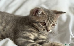 British Shorthair cats for sale: Full BSH kittens 13 weeks GCCF Parents. One gone!  - Image 16